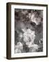 Poetic Photographic Layer Work Fromroses and Seashells in Monotone Colours-Alaya Gadeh-Framed Photographic Print