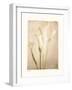 Poetica I-Amy Melious-Framed Art Print