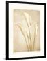 Poetica II-Amy Melious-Framed Art Print