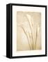 Poetica II-Amy Melious-Framed Stretched Canvas