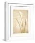 Poetica II-Amy Melious-Framed Art Print