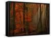 Poetry of Colors-Philippe Sainte-Laudy-Framed Stretched Canvas
