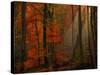 Poetry of Colors-Philippe Sainte-Laudy-Stretched Canvas