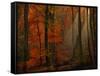 Poetry of Colors-Philippe Sainte-Laudy-Framed Stretched Canvas