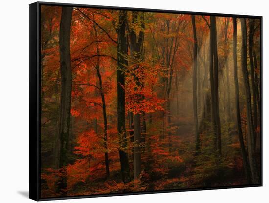 Poetry of Colors-Philippe Sainte-Laudy-Framed Stretched Canvas