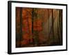 Poetry of Colors-Philippe Sainte-Laudy-Framed Photographic Print