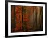 Poetry of Colors-Philippe Sainte-Laudy-Framed Photographic Print