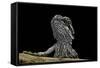 Pogona Brevis (Bearded Dragon) - Young-Paul Starosta-Framed Stretched Canvas