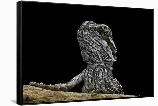 Pogona Brevis (Bearded Dragon) - Young-Paul Starosta-Framed Stretched Canvas