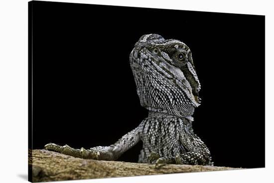 Pogona Brevis (Bearded Dragon) - Young-Paul Starosta-Stretched Canvas