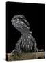 Pogona Brevis (Bearded Dragon) - Young-Paul Starosta-Stretched Canvas