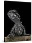 Pogona Brevis (Bearded Dragon) - Young-Paul Starosta-Stretched Canvas