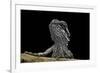 Pogona Brevis (Bearded Dragon) - Young-Paul Starosta-Framed Photographic Print