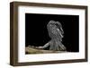 Pogona Brevis (Bearded Dragon) - Young-Paul Starosta-Framed Photographic Print