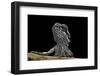 Pogona Brevis (Bearded Dragon) - Young-Paul Starosta-Framed Photographic Print