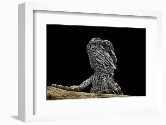 Pogona Brevis (Bearded Dragon) - Young-Paul Starosta-Framed Photographic Print