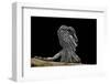 Pogona Brevis (Bearded Dragon) - Young-Paul Starosta-Framed Photographic Print