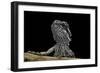 Pogona Brevis (Bearded Dragon) - Young-Paul Starosta-Framed Photographic Print