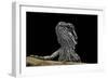 Pogona Brevis (Bearded Dragon) - Young-Paul Starosta-Framed Photographic Print