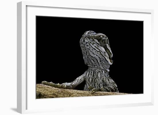 Pogona Brevis (Bearded Dragon) - Young-Paul Starosta-Framed Photographic Print