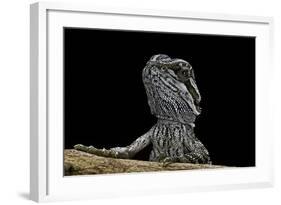 Pogona Brevis (Bearded Dragon) - Young-Paul Starosta-Framed Photographic Print