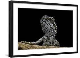 Pogona Brevis (Bearded Dragon) - Young-Paul Starosta-Framed Photographic Print