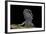 Pogona Brevis (Bearded Dragon) - Young-Paul Starosta-Framed Photographic Print