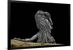 Pogona Brevis (Bearded Dragon) - Young-Paul Starosta-Framed Photographic Print