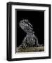 Pogona Brevis (Bearded Dragon) - Young-Paul Starosta-Framed Photographic Print