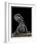Pogona Brevis (Bearded Dragon) - Young-Paul Starosta-Framed Photographic Print