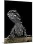 Pogona Brevis (Bearded Dragon) - Young-Paul Starosta-Mounted Photographic Print