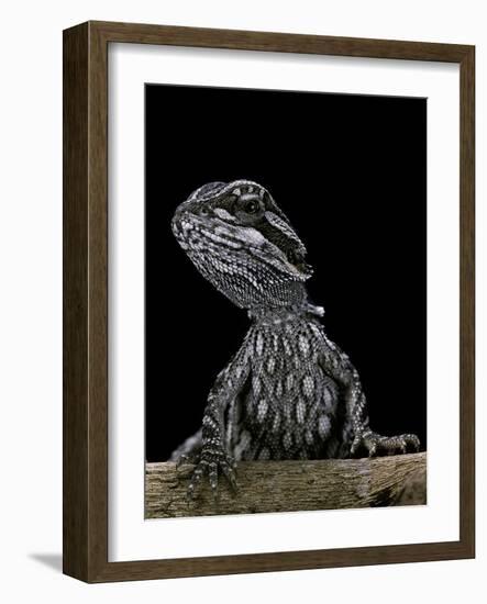 Pogona Brevis (Bearded Dragon) - Young-Paul Starosta-Framed Photographic Print