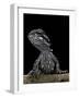 Pogona Brevis (Bearded Dragon) - Young-Paul Starosta-Framed Photographic Print