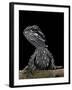 Pogona Brevis (Bearded Dragon) - Young-Paul Starosta-Framed Photographic Print