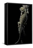 Pogona Brevis (Bearded Dragon)-Paul Starosta-Framed Stretched Canvas