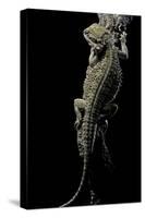 Pogona Brevis (Bearded Dragon)-Paul Starosta-Stretched Canvas