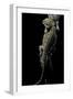 Pogona Brevis (Bearded Dragon)-Paul Starosta-Framed Premium Photographic Print