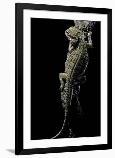 Pogona Brevis (Bearded Dragon)-Paul Starosta-Framed Premium Photographic Print