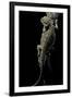 Pogona Brevis (Bearded Dragon)-Paul Starosta-Framed Premium Photographic Print