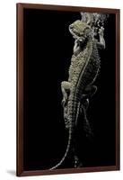 Pogona Brevis (Bearded Dragon)-Paul Starosta-Framed Premium Photographic Print