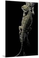 Pogona Brevis (Bearded Dragon)-Paul Starosta-Mounted Premium Photographic Print