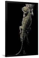 Pogona Brevis (Bearded Dragon)-Paul Starosta-Framed Premium Photographic Print