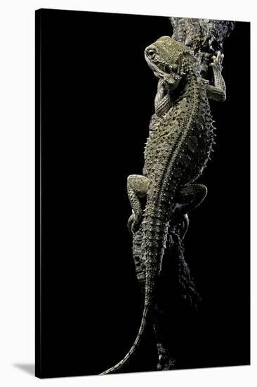 Pogona Brevis (Bearded Dragon)-Paul Starosta-Stretched Canvas