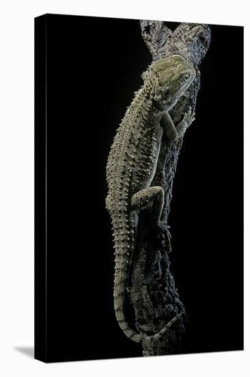 Pogona Brevis (Bearded Dragon)-Paul Starosta-Stretched Canvas