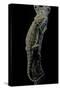 Pogona Brevis (Bearded Dragon)-Paul Starosta-Stretched Canvas