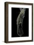 Pogona Brevis (Bearded Dragon)-Paul Starosta-Framed Photographic Print