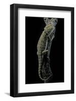 Pogona Brevis (Bearded Dragon)-Paul Starosta-Framed Photographic Print