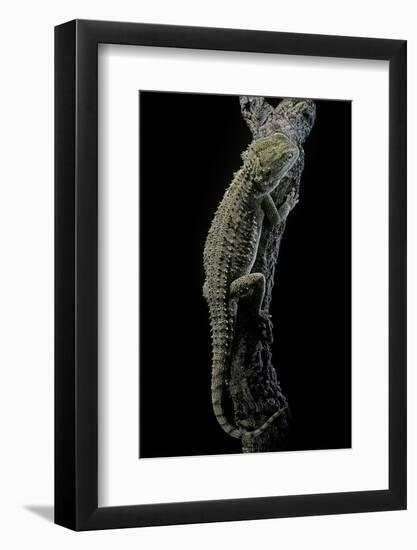 Pogona Brevis (Bearded Dragon)-Paul Starosta-Framed Photographic Print