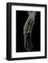 Pogona Brevis (Bearded Dragon)-Paul Starosta-Framed Photographic Print