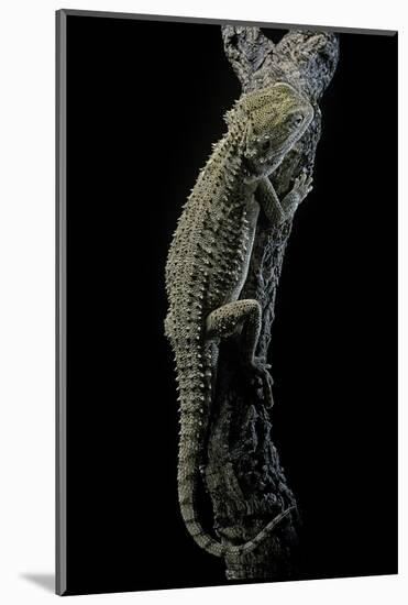 Pogona Brevis (Bearded Dragon)-Paul Starosta-Mounted Photographic Print